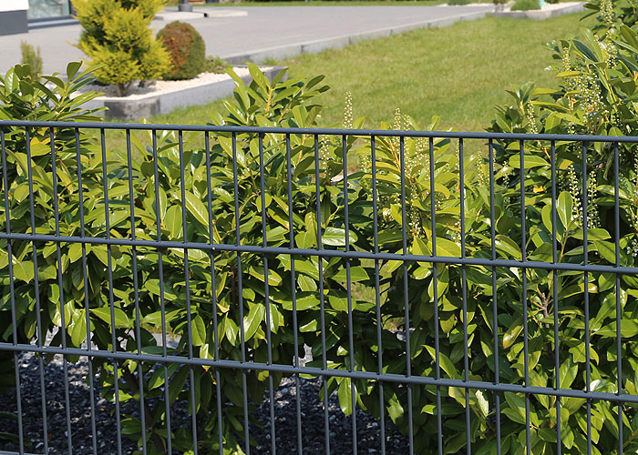 Green Aluminum Fenced Yard