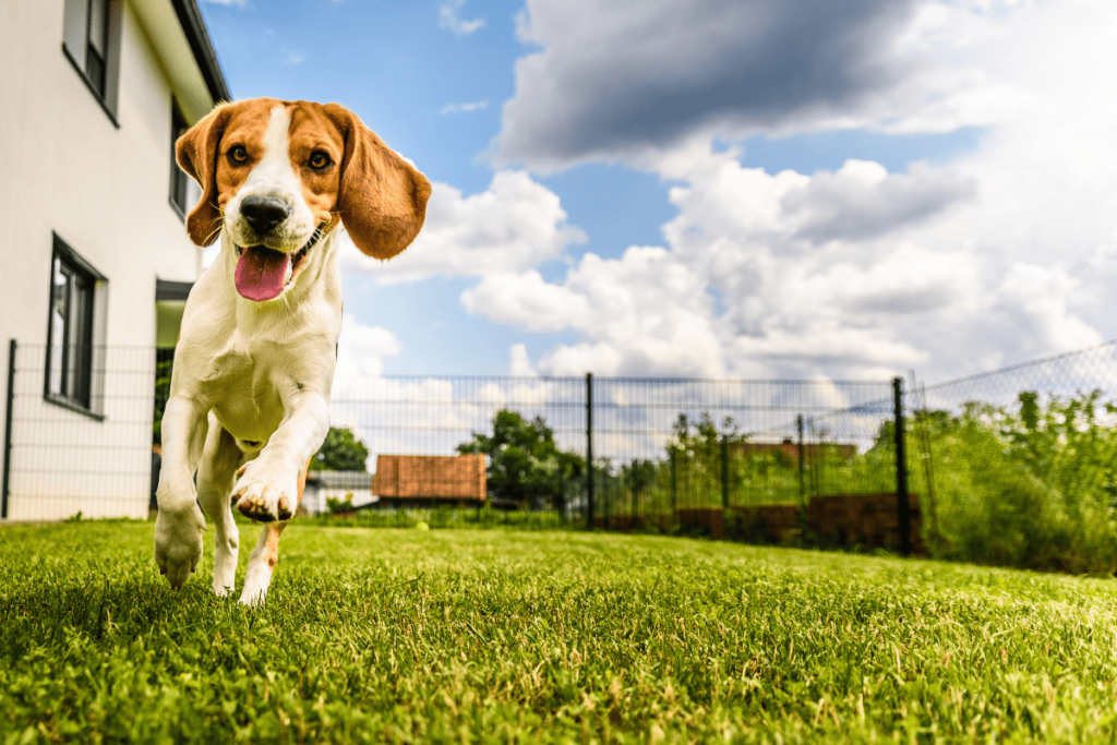 Dog running on green grass under blue sky with white clouds in fenced in area